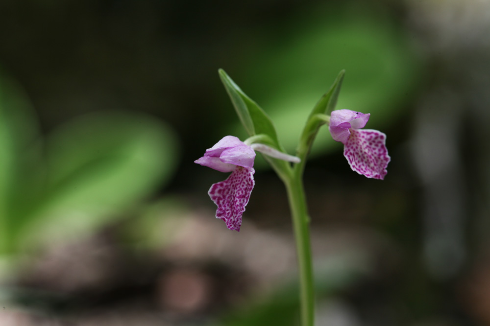 10-06-02cjd 059-1.jpg