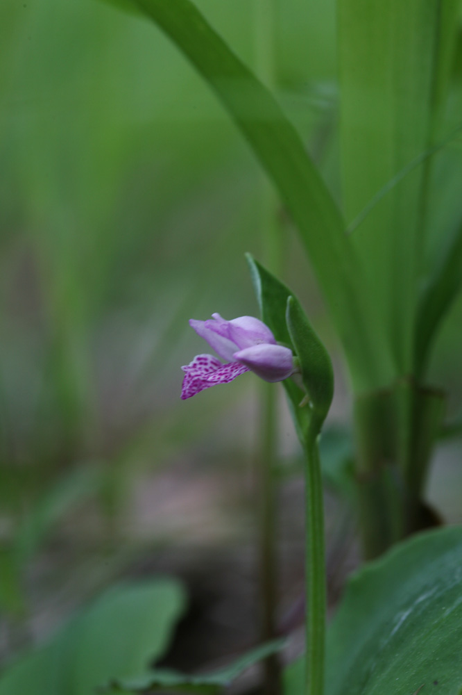 10-06-02cjd 075-1.jpg