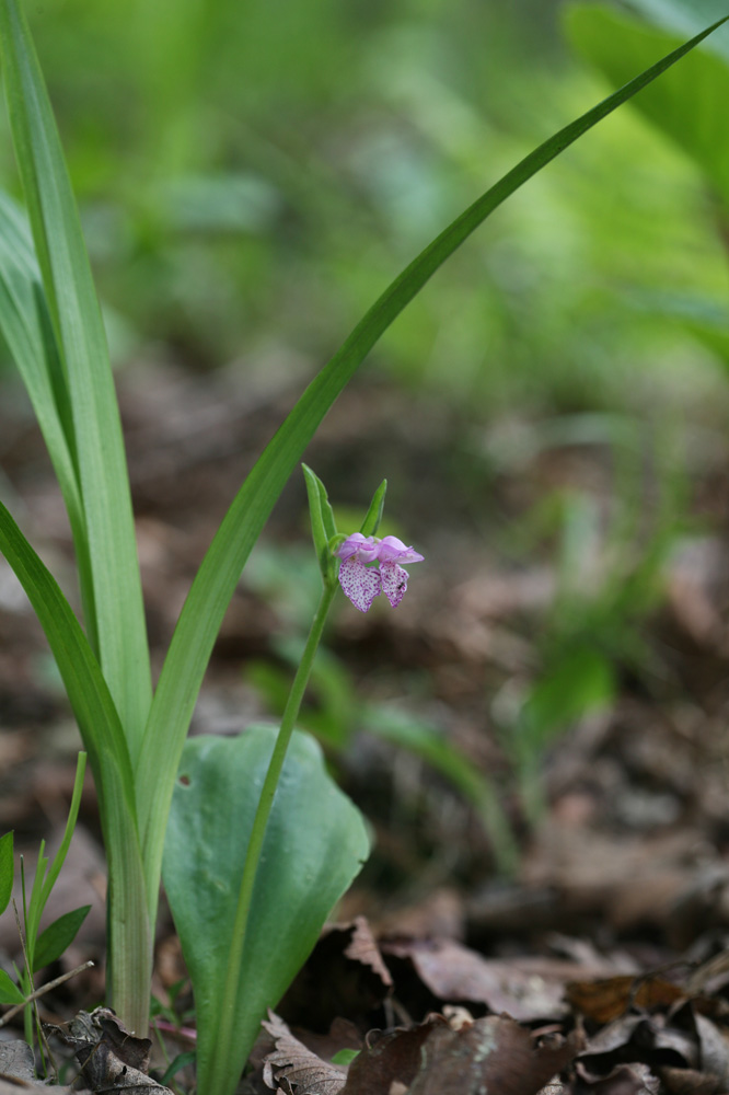 10-06-02cjd 123-1.jpg