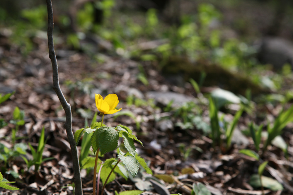 10-04-29 cjd 249-1.jpg