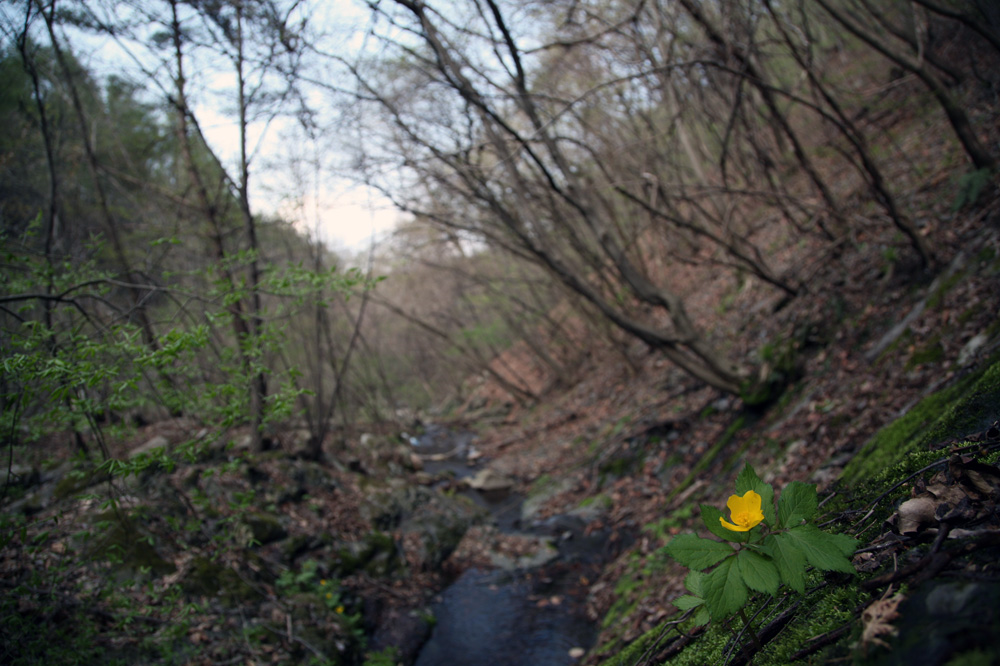 10-04-29 cjd 316-1.jpg