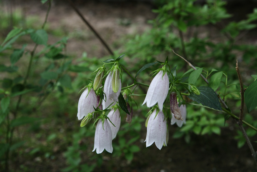 09-05-24 cjd 114-1.jpg