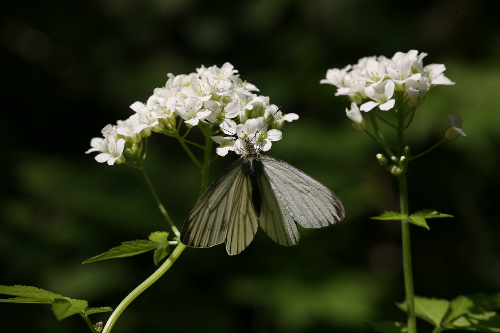 09-04-23 cjd 116-1.jpg