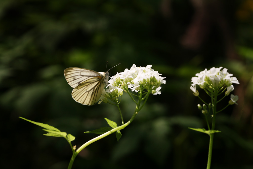 09-04-23 cjd 120-1.jpg