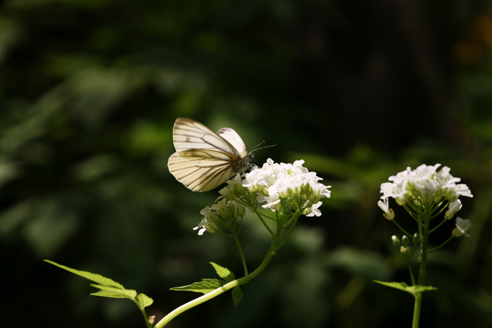 09-04-23 cjd 121-1.jpg