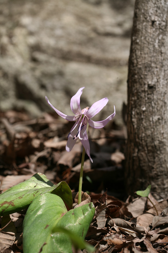 2010-03-21 cjd 137-1.jpg