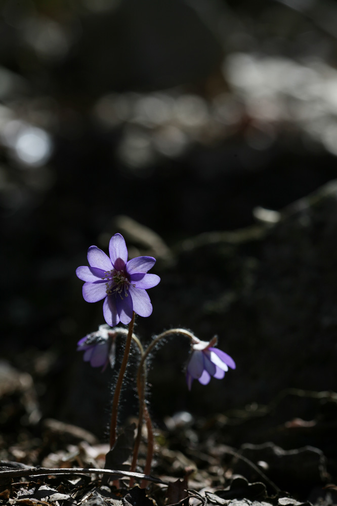 2010-03-21 cjd 098-1.jpg