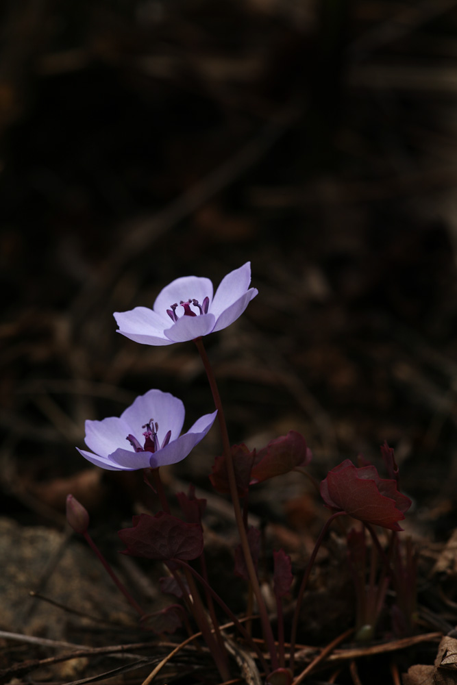 09-04-04 cjd 024-1.jpg