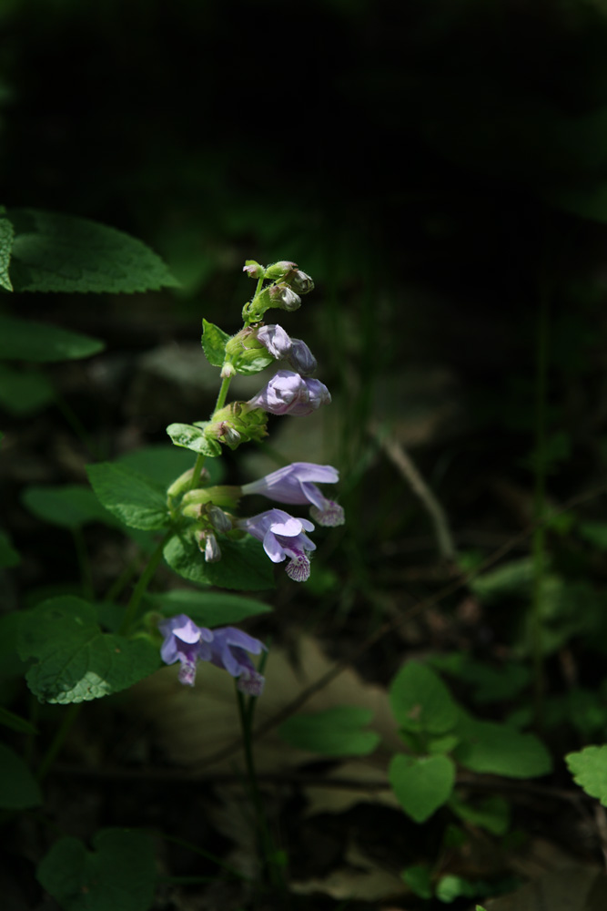 09-04-23 cjd 089-1.jpg