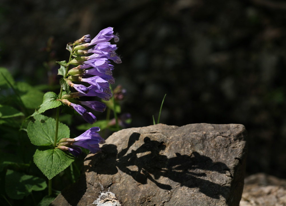 09-04-23 cjd 144-1.jpg