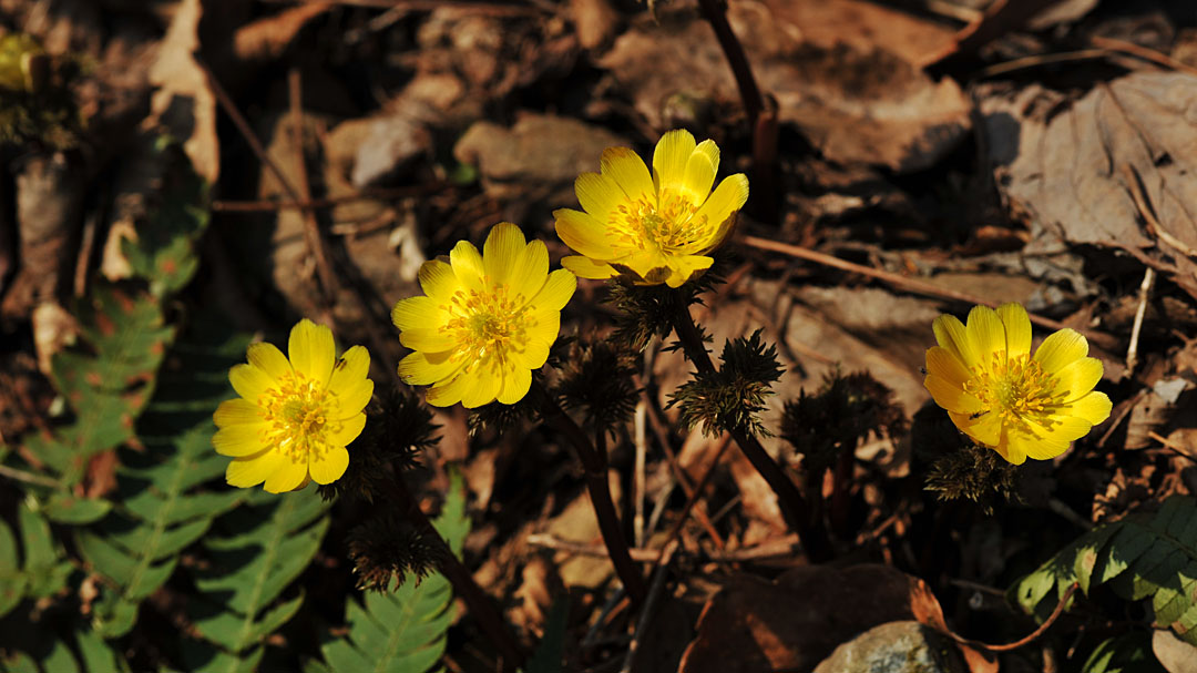 복수초.jpg