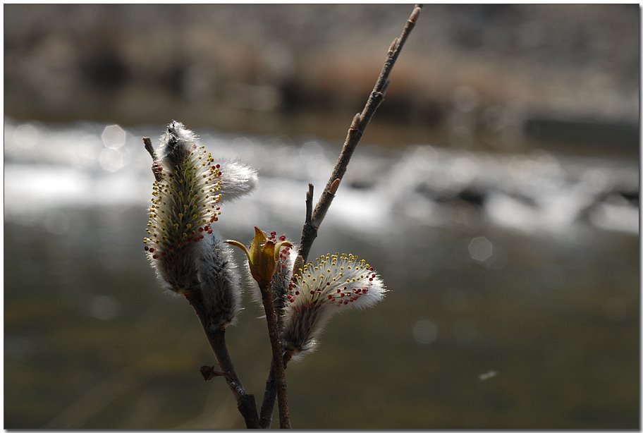 버들강아지대둔산1603 01.jpg