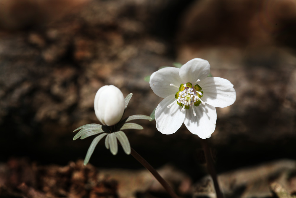 09-02-17 cjd 040-1.jpg