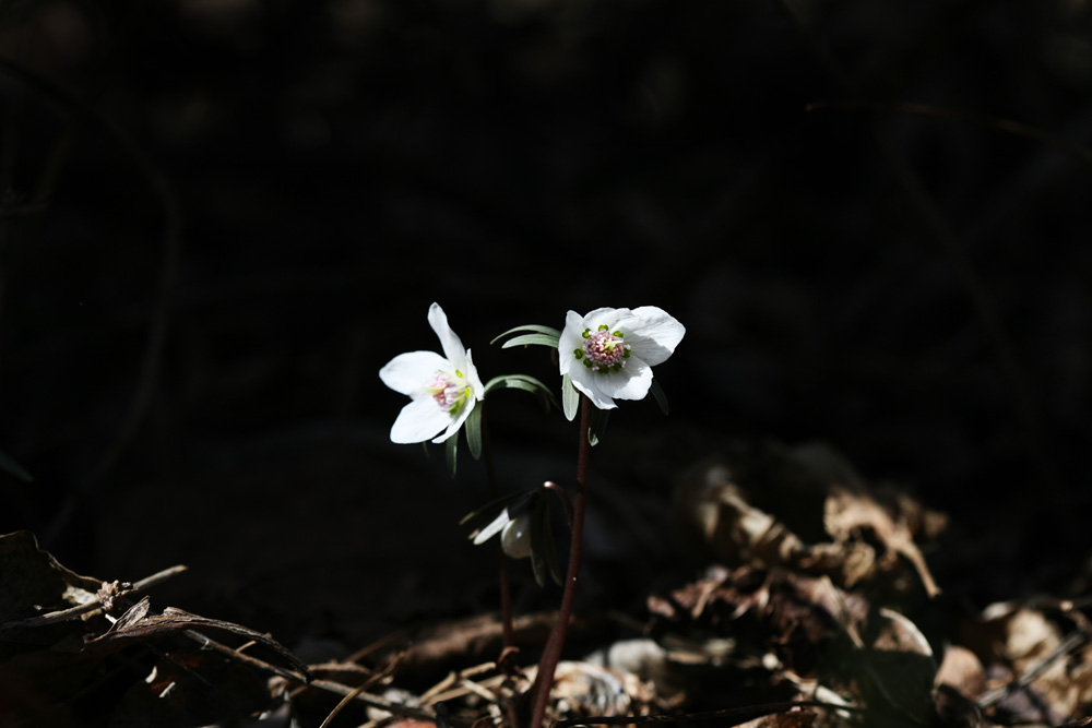 09-02-17 cjd 090-1.jpg