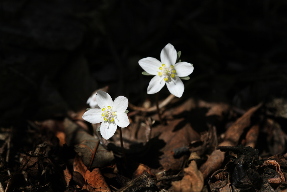 09-02-17 cjd 153-1.jpg