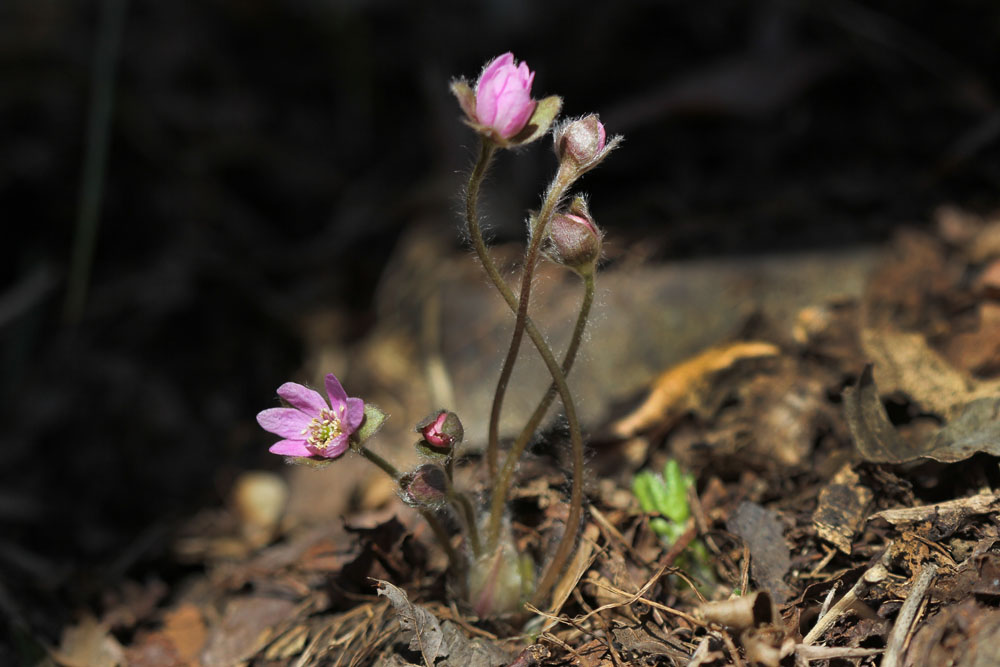 12-02-19 tad 091-1.jpg