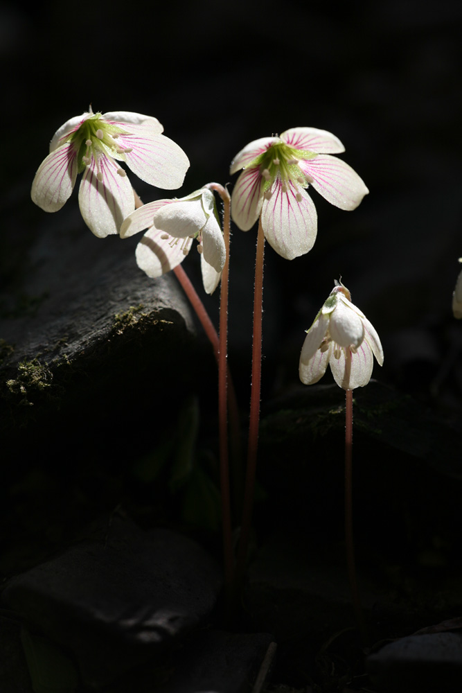 09-03-29 cjd 003-1.jpg