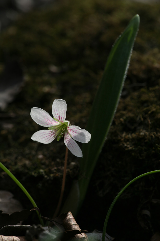 09-03-29 cjd 163-1.jpg