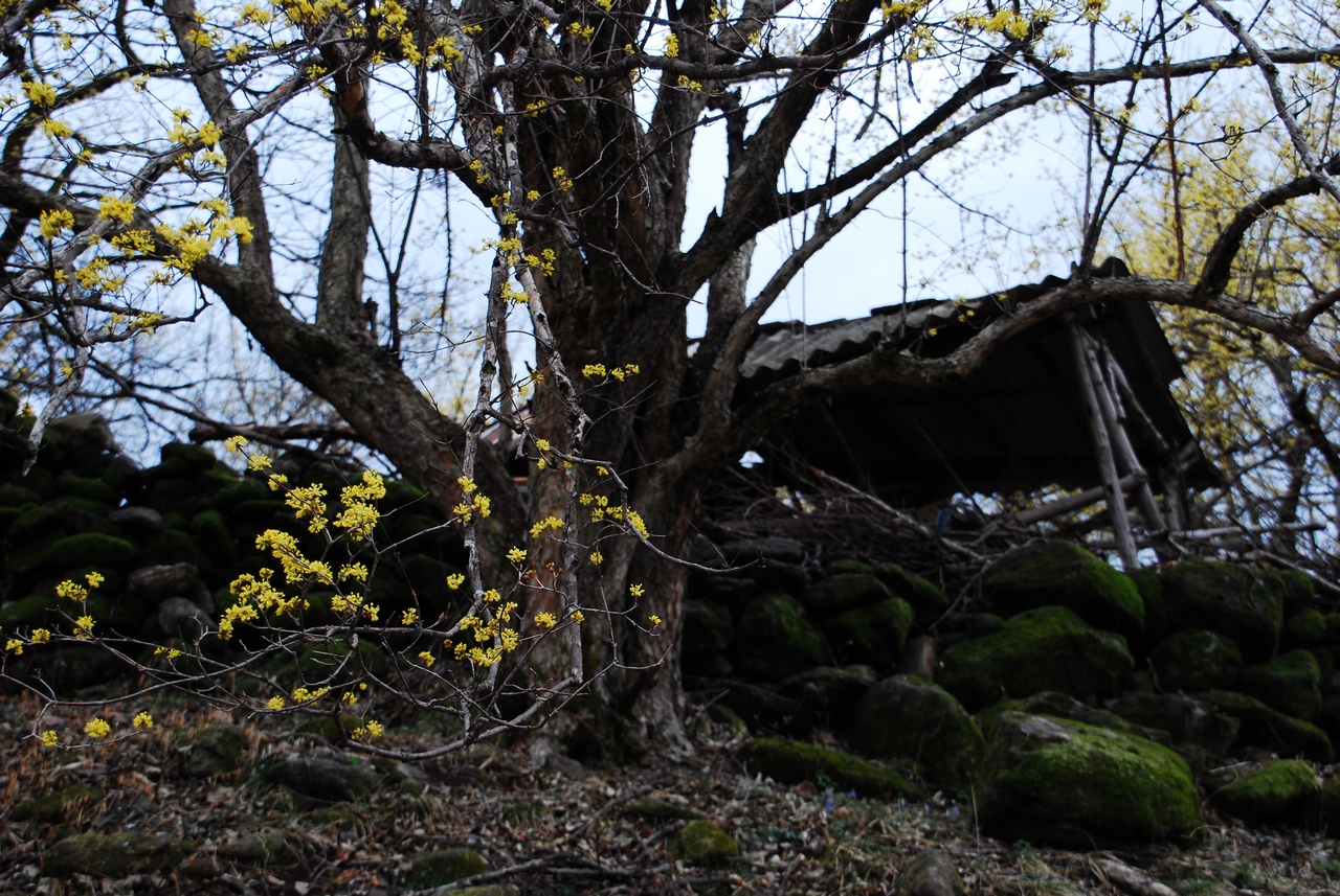 1280 110403 산동 상위마을0137.jpg