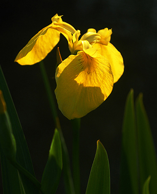 한밭수목원의 수선화1.jpg
