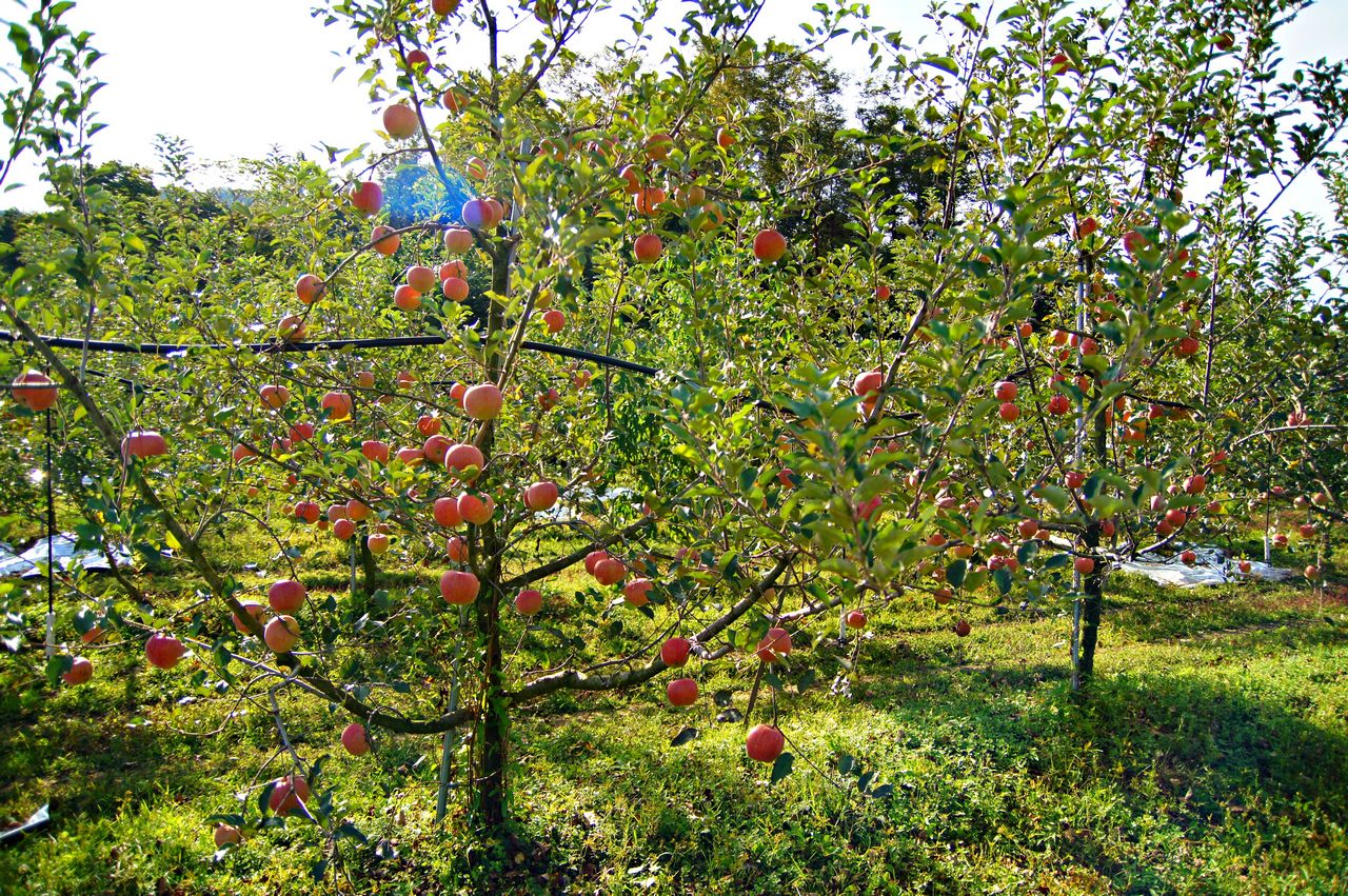 1280 121003 옥천사과605-1.jpg