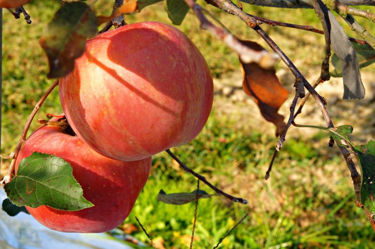 1280 121003 옥천사과599-1.jpg