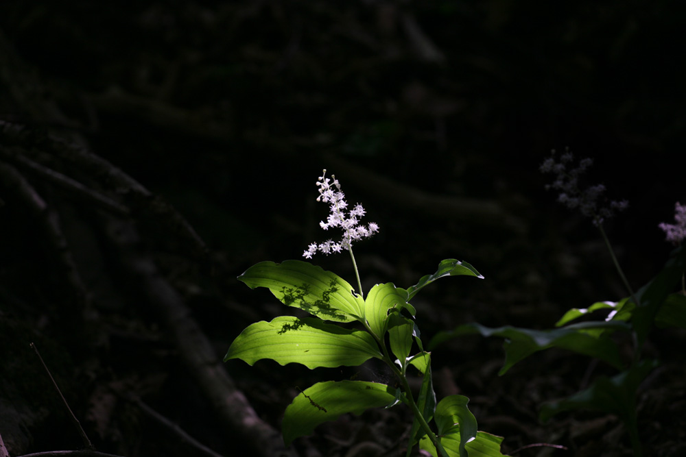 09-05-08 cjd 125-1.jpg