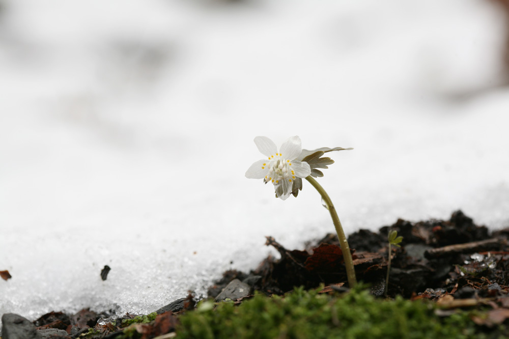 2010-03-12 cjd 222-1.jpg