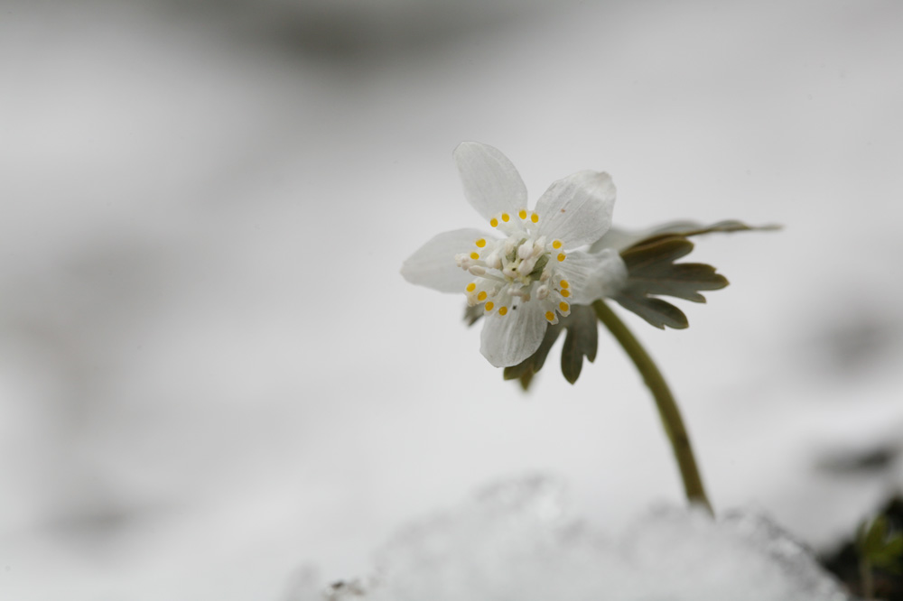 2010-03-12 cjd 262-1.jpg