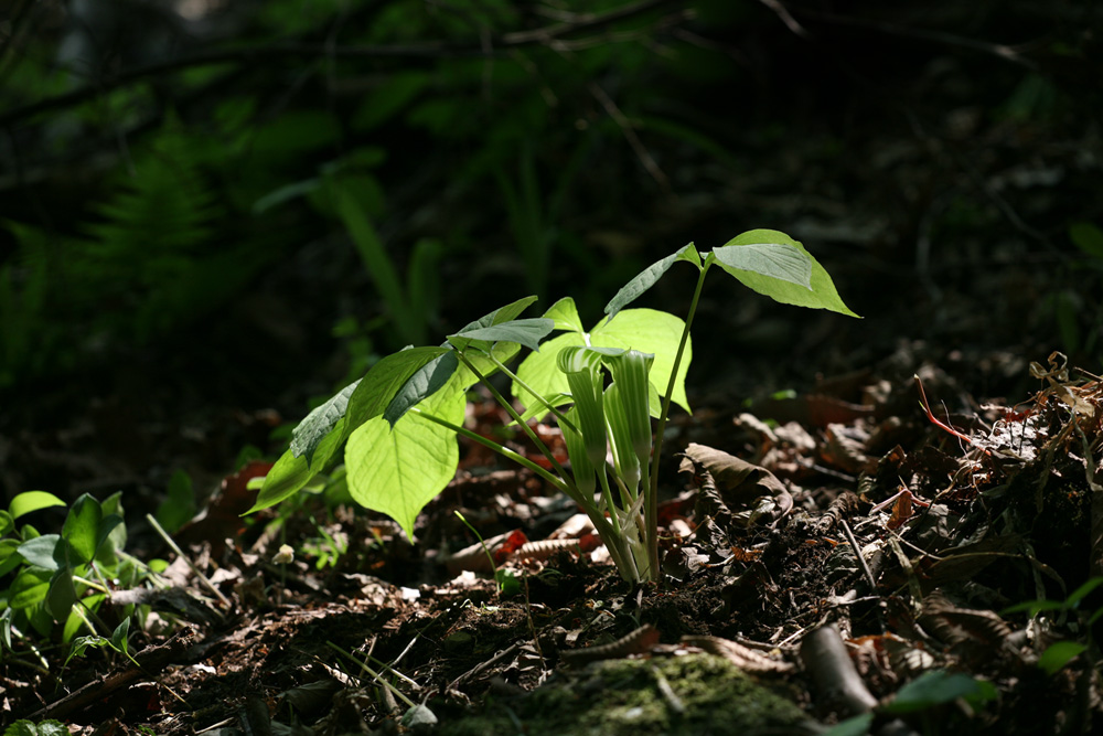 09-05-08 cjd 149-1.jpg