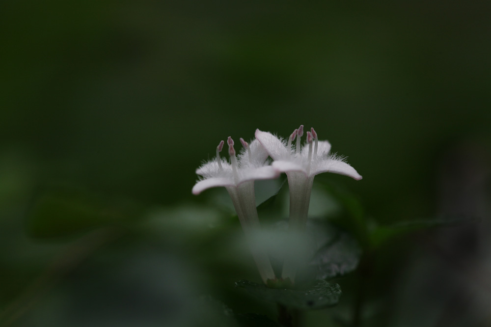 10-06-18  cjd 081-1.jpg