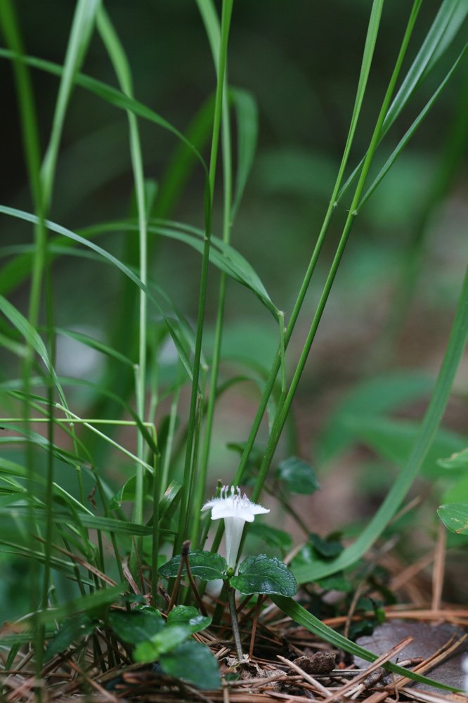 10-06-18  cjd 122-1.jpg