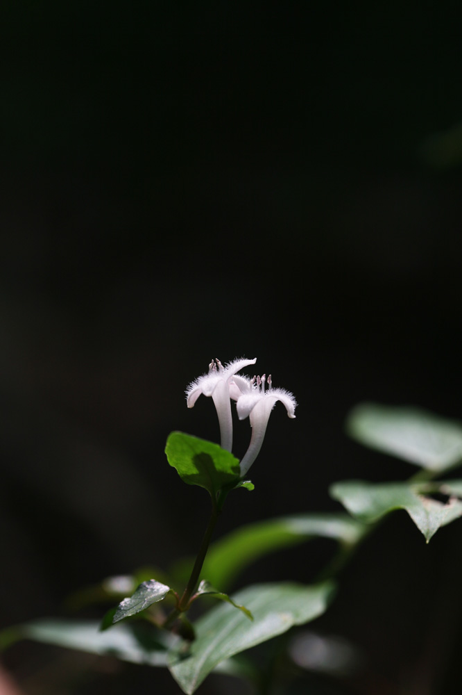 10-06-18  cjd 150-1.jpg