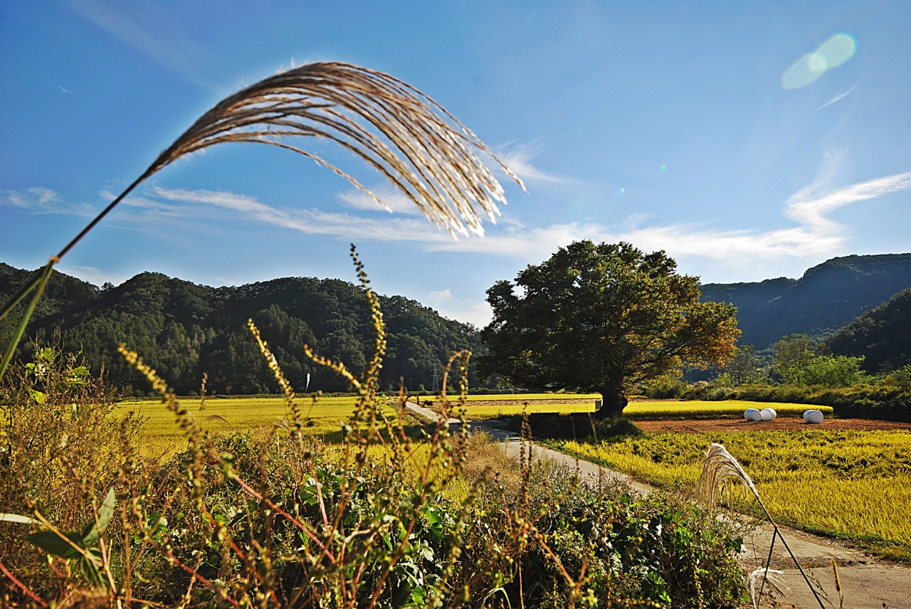 1280-111003 보은 125-1.jpg