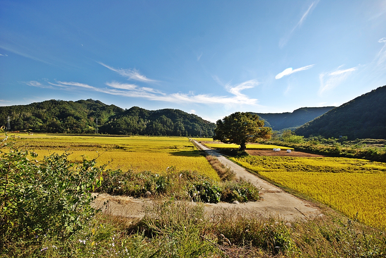 1280-111003 보은 134-1.jpg