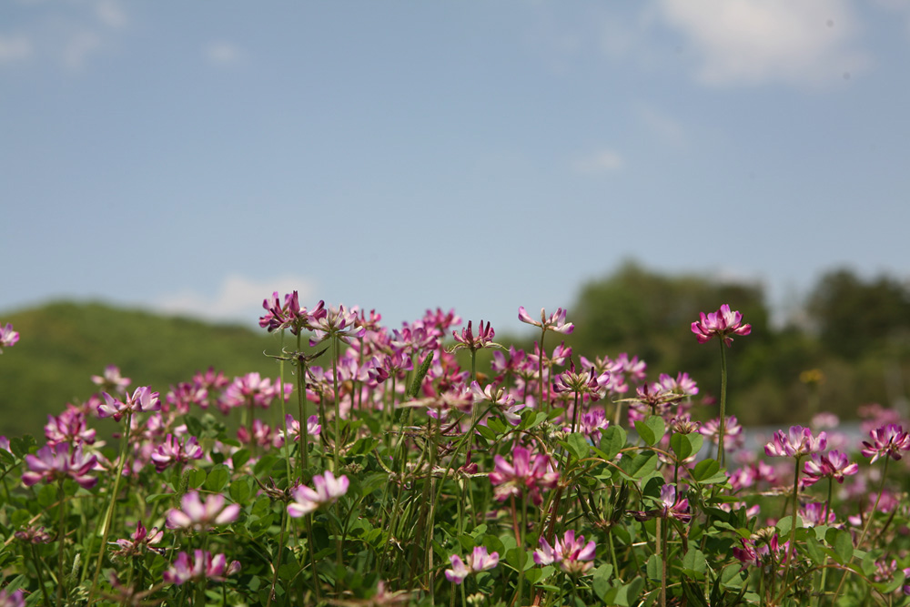 09-05-03 cjd 022-1.jpg