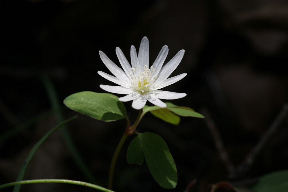 09-03-24 cjd 042-1.jpg