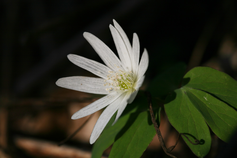 09-03-24 cjd 070-1.jpg