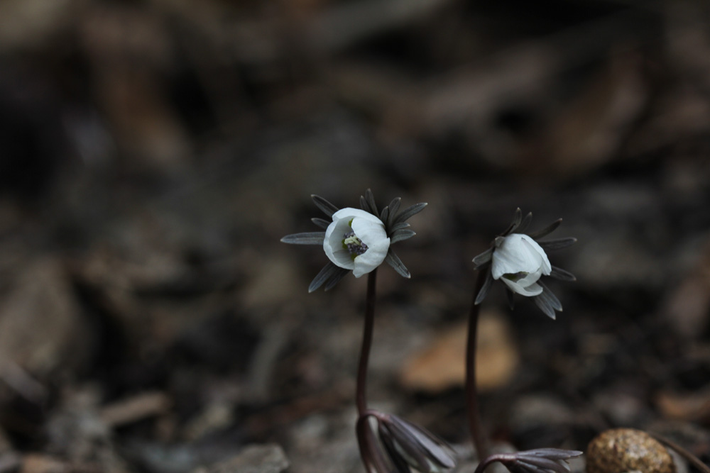 11-02-20 tad 088-1.jpg