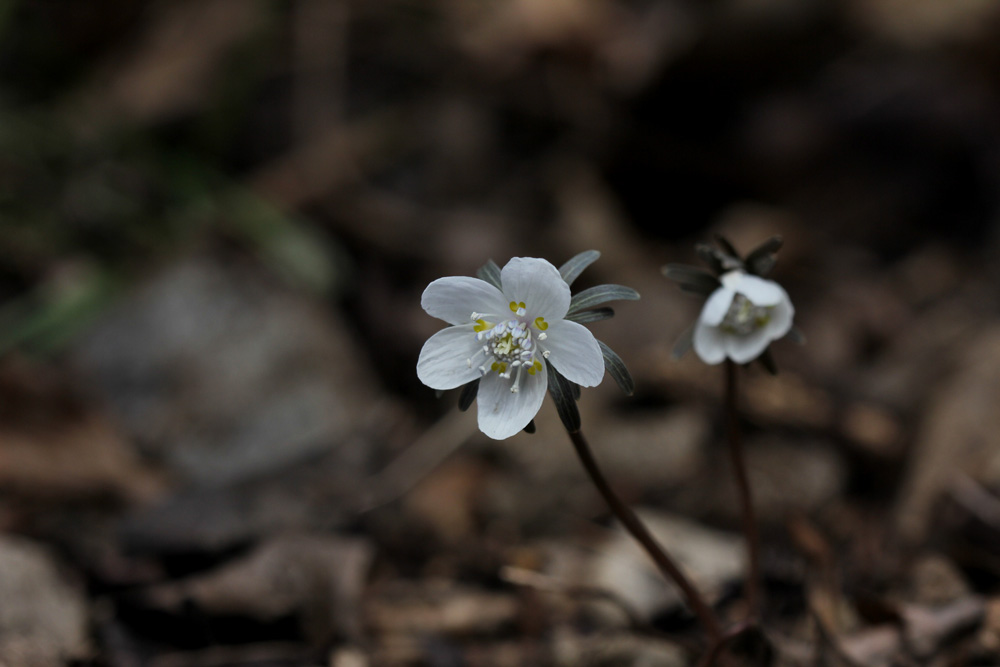 11-02-20 tad 092-1.jpg