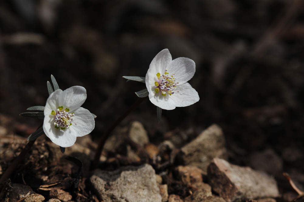 11-02-20 tad 165-1.jpg