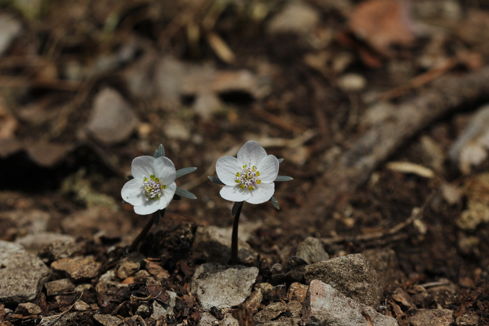 11-02-20 tad 168-1.jpg