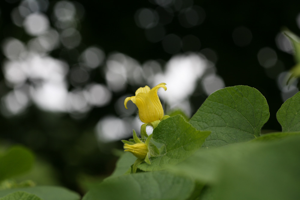 09-07-03 cjd 034-1.jpg