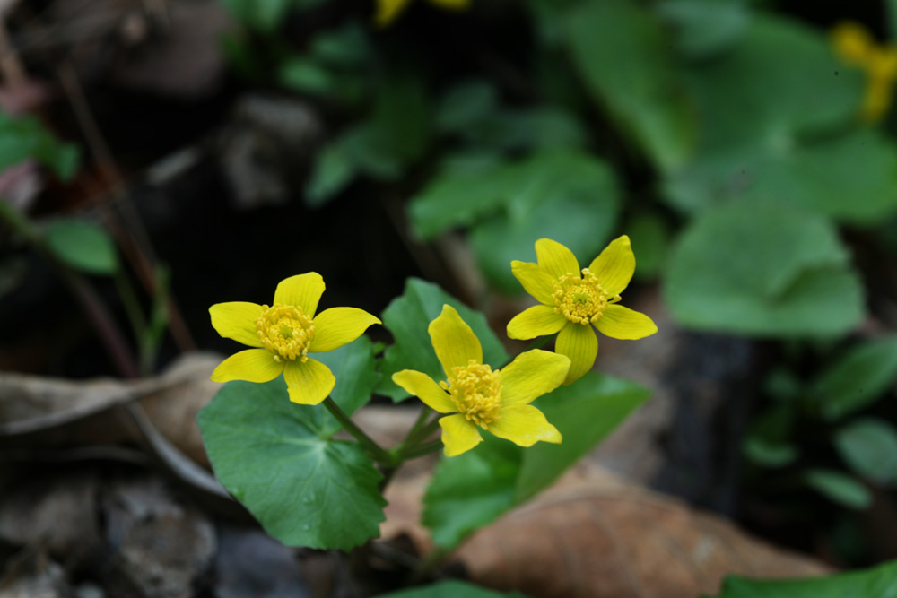 09-04-18 cjd 012-1.jpg