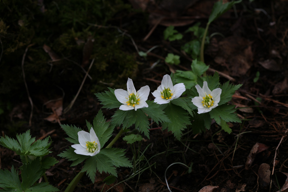 09-04-16 cjd 177-1.jpg