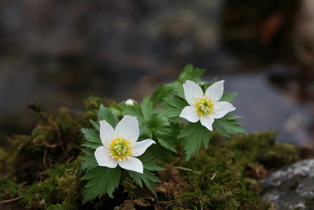 09-04-16 cjd 263-1.jpg