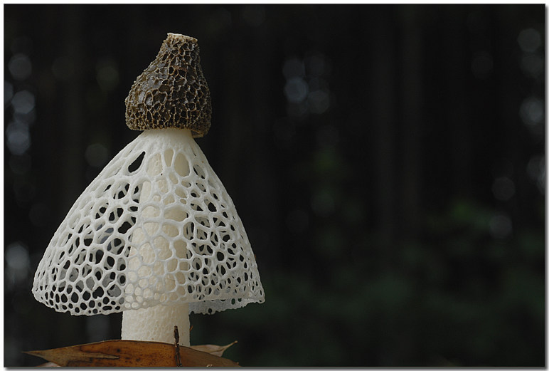 버섯 망태 11.jpg