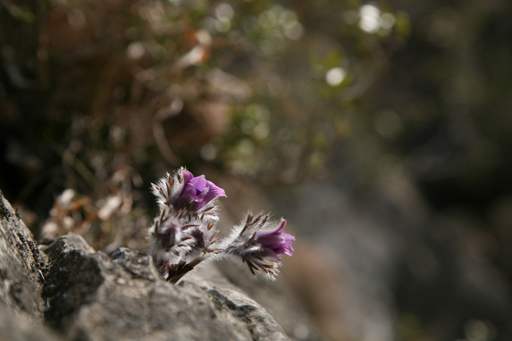 2010-03-28 cjd 184-1.jpg