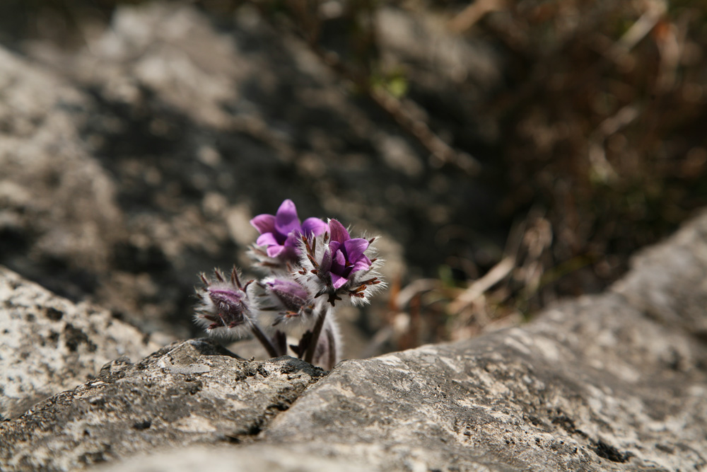 2010-03-28 cjd 275-1.jpg