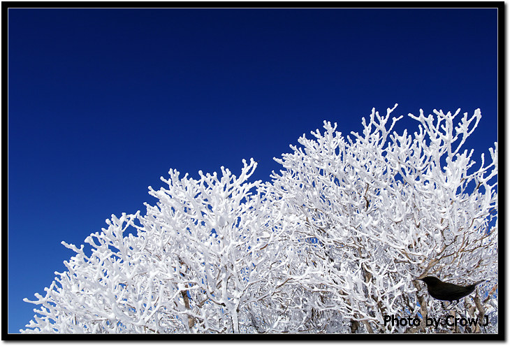 2009.02.21-무주 덕유산 설경D2X_3193.jpg